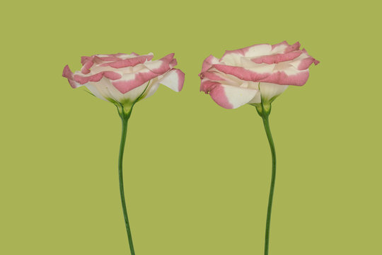 Lisianthus, two flowers against plain background
