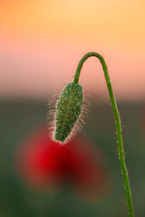 Poppy bud in the sunset light