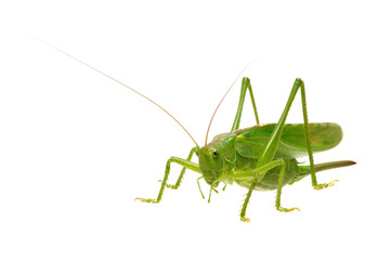 Green locust on white