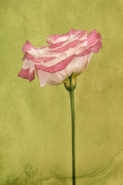 Lisianthus flower, pink and white whith textured background