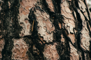 Texture of old pine close-up. Incredibly beautiful pattern. Macro photography.