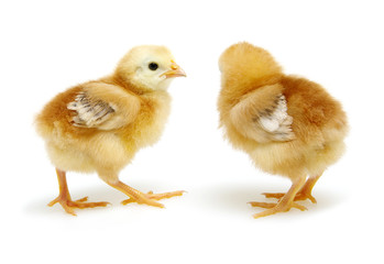  chickens isolated on white
