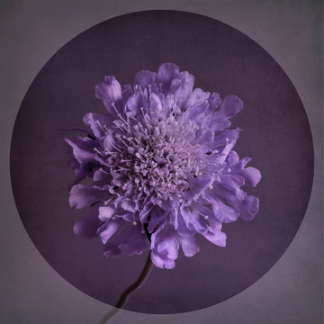 Scabiosa flower, purple with textured background, vintage