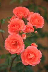 美しく咲いた橙色の薔薇たち