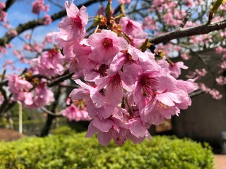 Cherry var. Youkou　№2