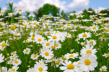 white daisies on blue sky