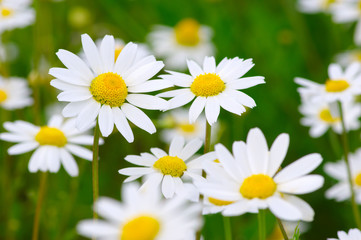 Fototapeta na wymiar White daisy on field