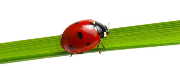 Ladybug on green grass