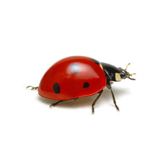 Ladybug isolated on white