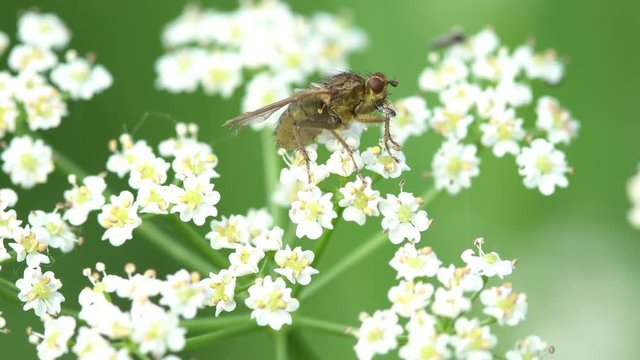 Fly on the white flower close up 4K