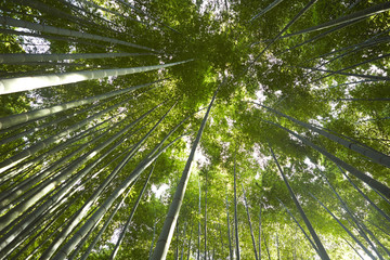 Fototapeta na wymiar bamboo forest 