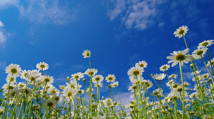 White camomiles on blue sky