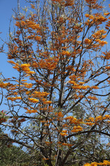 Grevilleen oder Silbereiche (Grevillea) Baum