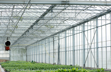 Anbau von Pflanzen im Gewächshaus einer Gärtnerei