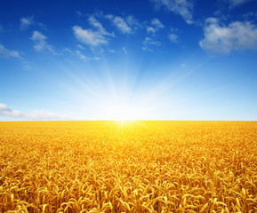 Naklejka premium Wheat field and sun