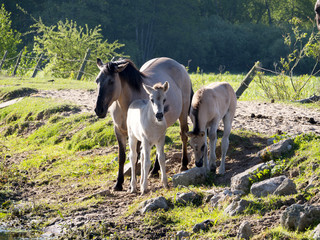 Półdzikie konie Tarpany nad rzeką Biebrzą © JDziedzic