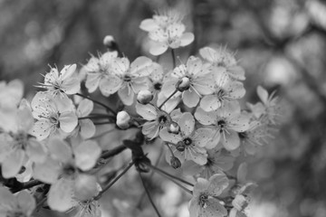 Flowers of cherries. Images in sepia tones.