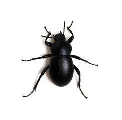 black beetle on white