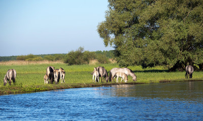 Półdzikie konie Tarpany nad rzeką Biebrzą © JDziedzic