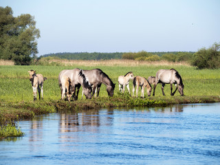 Półdzikie konie Tarpany nad rzeką Biebrzą © JDziedzic