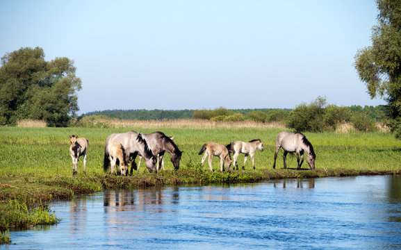 P&oacute;łdzikie konie Tarpany nad rzeką Biebrzą