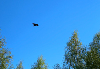 the silhouette of a black crow Soaring on blue sky background