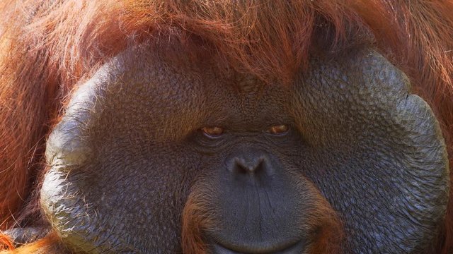 Face of Mature, Male Orangutan in Closeup