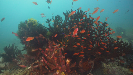 Fototapeta na wymiar Tropical fish on coral reef at diving. Wonderful and beautiful underwater world with corals and tropical fish. Hard and soft corals. Philippines, Mindoro.