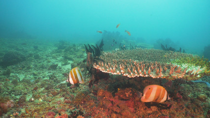 Fish and coral reef at diving. Wonderful and beautiful underwater world with corals and tropical fish. Hard and soft corals. Philippines, Mindoro. Diving and snorkeling in the tropical sea.