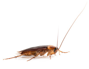 American cockroach (Periplaneta americana)  of large size with long mustache and wings. Isolated on a white background.