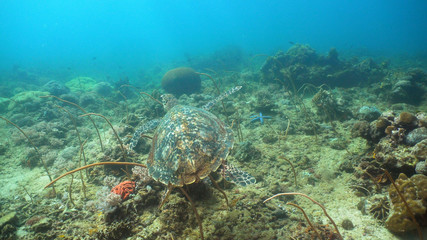 Sea turtle between corals underwater. Wonderful and beautiful underwater world. Diving and snorkeling in the tropical sea, Philippines, Mindoro.