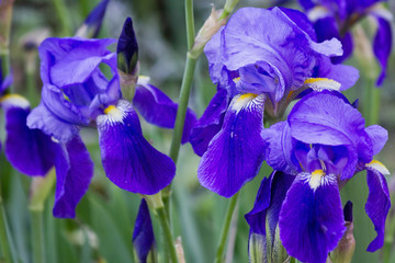 Three blue flowering iris on a flower bed closeup
