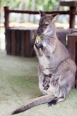 Wallaby small kangaroo in the garden