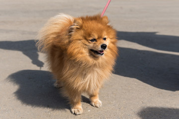 Dog Pomeranian spitz breed on a leash walking along the street on a bright summer day