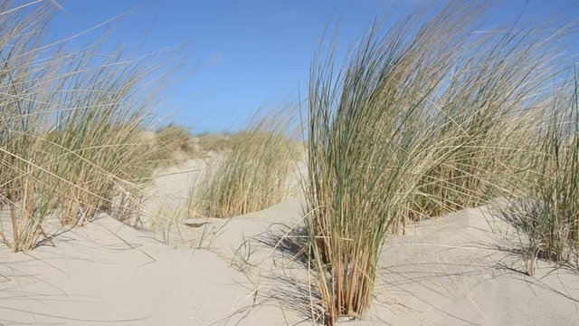 D&uuml;nengras an der Nordsee im Wind, Lakolk Strand, Insel R&oslash;m&oslash;, D&auml;nemark