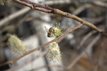bee on a flowering tree