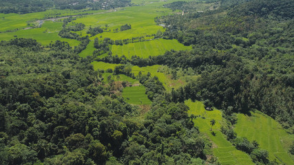 Aerial view of rice plantation,terrace, agricultural land of farmers. Tropical landscape with farmlands on island Luzon, Philippines.