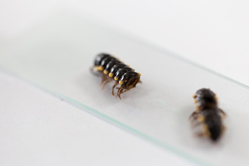 Study of Insect in laboratory.