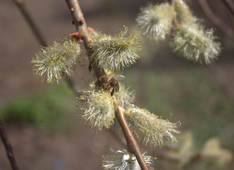 bee on a flowering tree