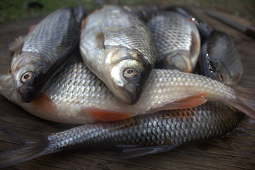 fish crucian