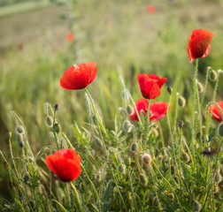 Obraz premium Makowe pole z bliska