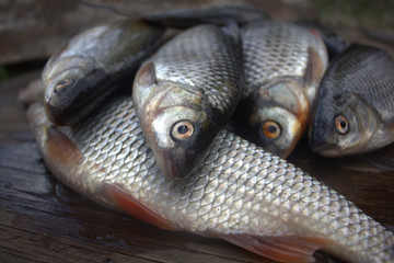 fish crucian