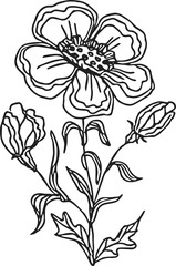 Poppy