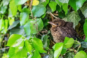 Junge Amsel im Efeu