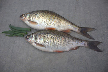 fish crucian