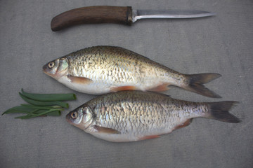 fish crucian