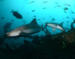 Obraz premium Sharks and Rays