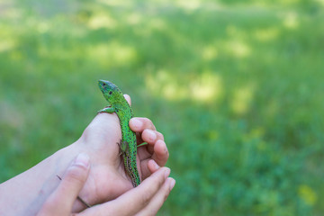 Green lizard on a tree close up