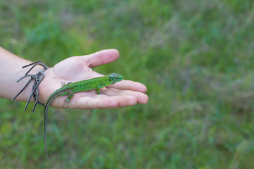 Green lizard on a tree close up