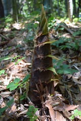 Bamboo shoot in mountain